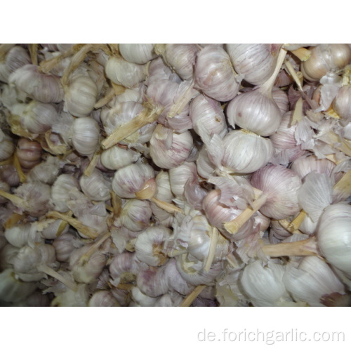 Beste Qualität New Crop Frischer Knoblauch